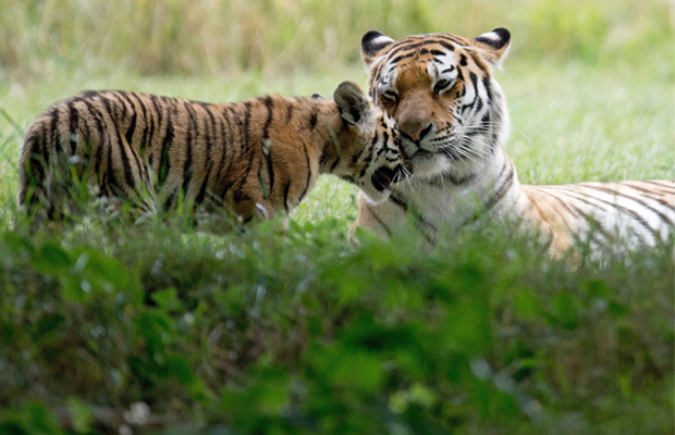 Teuk Chhu Zoo Beautiful Tiger